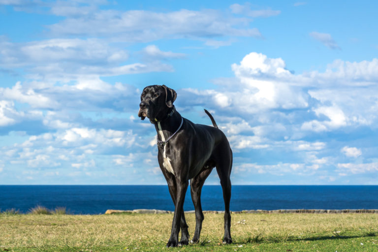 Grootste hondenras ter wereld zwarte Duitse dog loopt op gras met zee op achtergrond