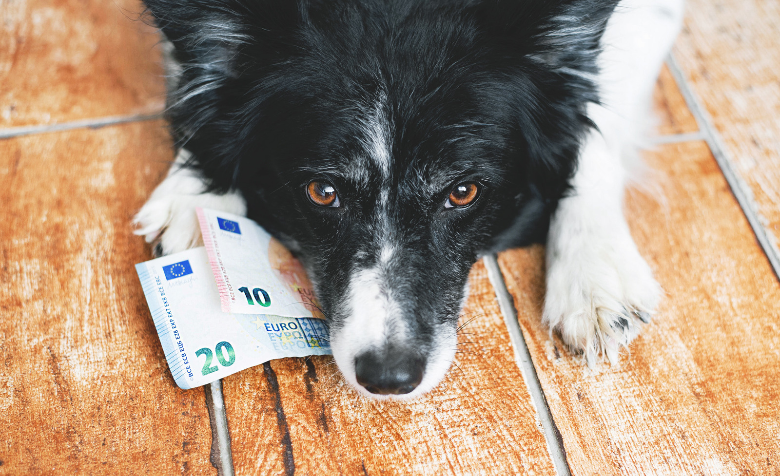 Duurste hondenrassen hond met geld in muil
