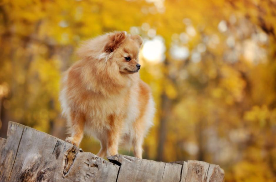 Een van de kleinste hondenrassen bruine dwergkeeshond staat op boomstronk in bos