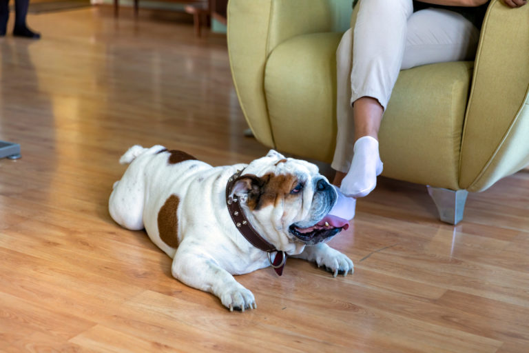 Kindvriendelijk hondenras witte Engelse bulldog met bruine vlekken ligt al hijgend thuis op houten vloer