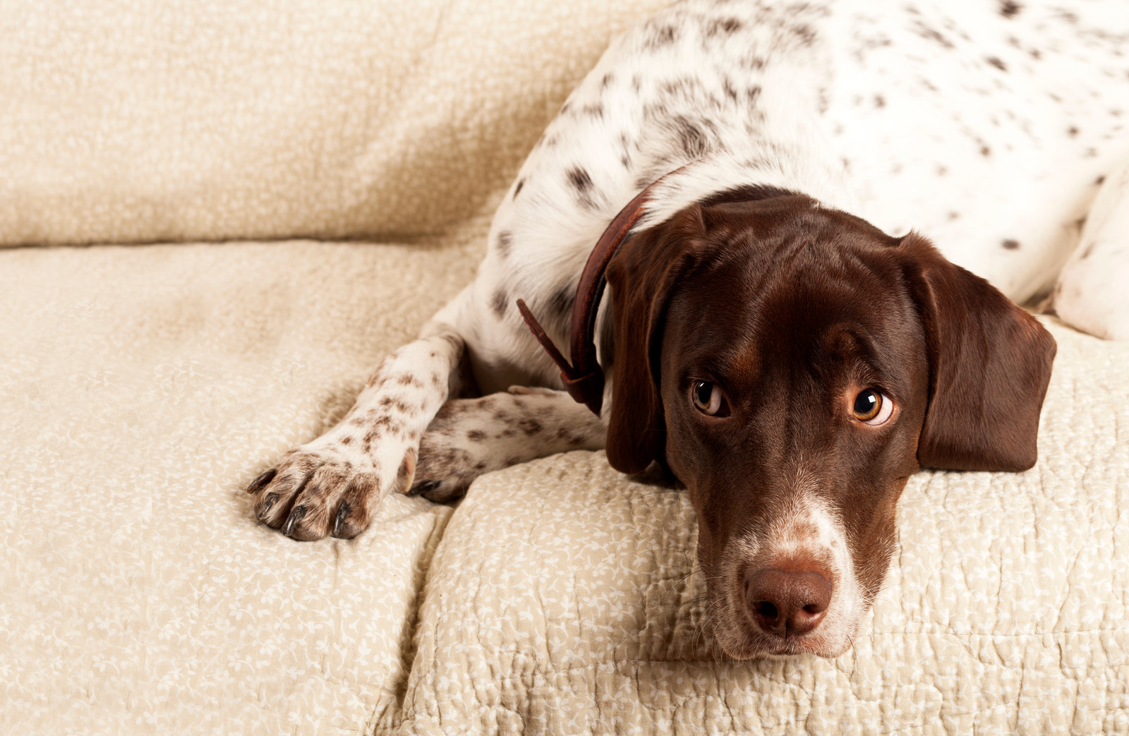 Engelse pointer hond met plotselinge bult ligt triest op beige zetel