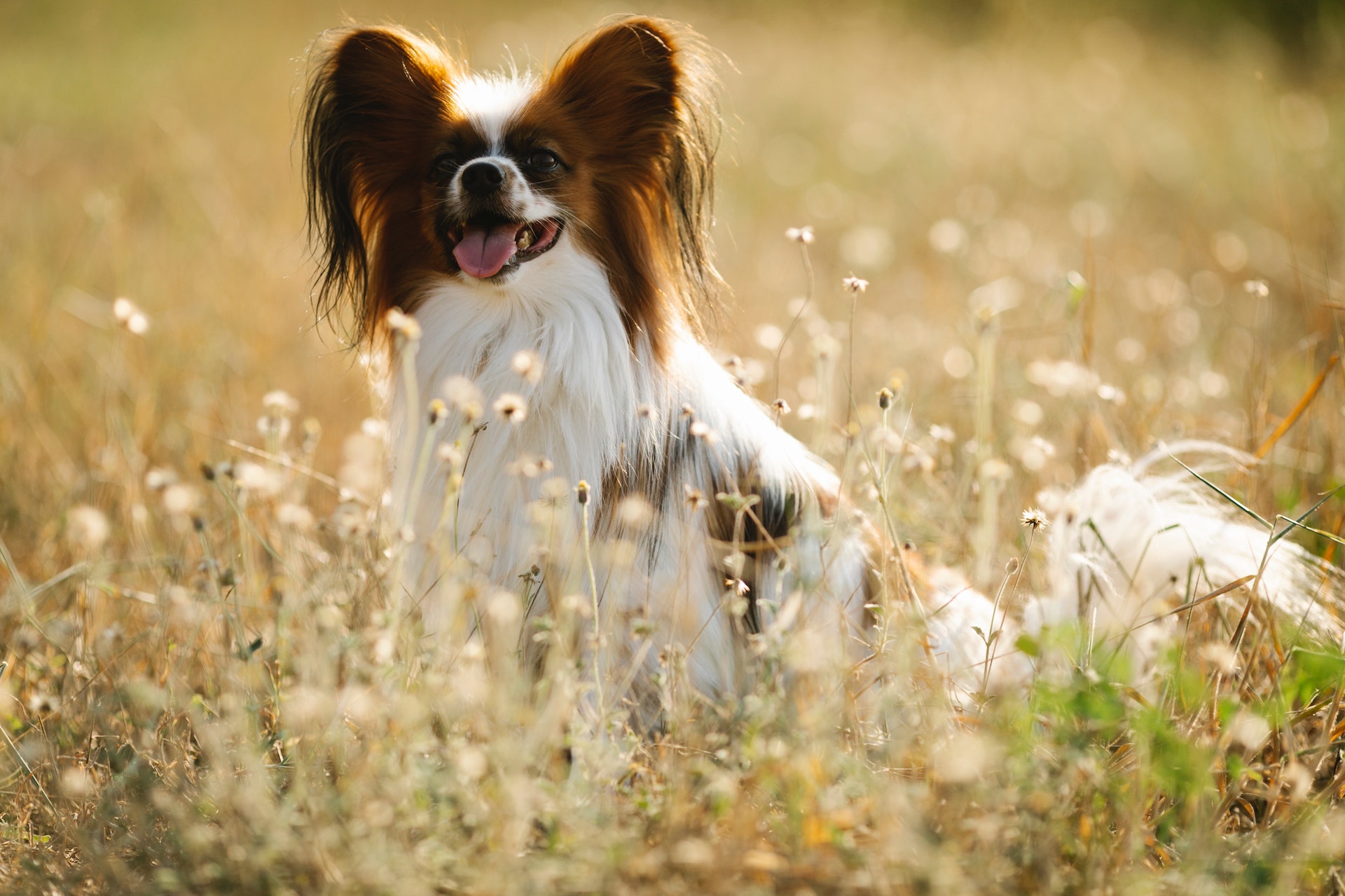 Een makkelijk te trainen vlinderhond die in het midden van een grasveld staat