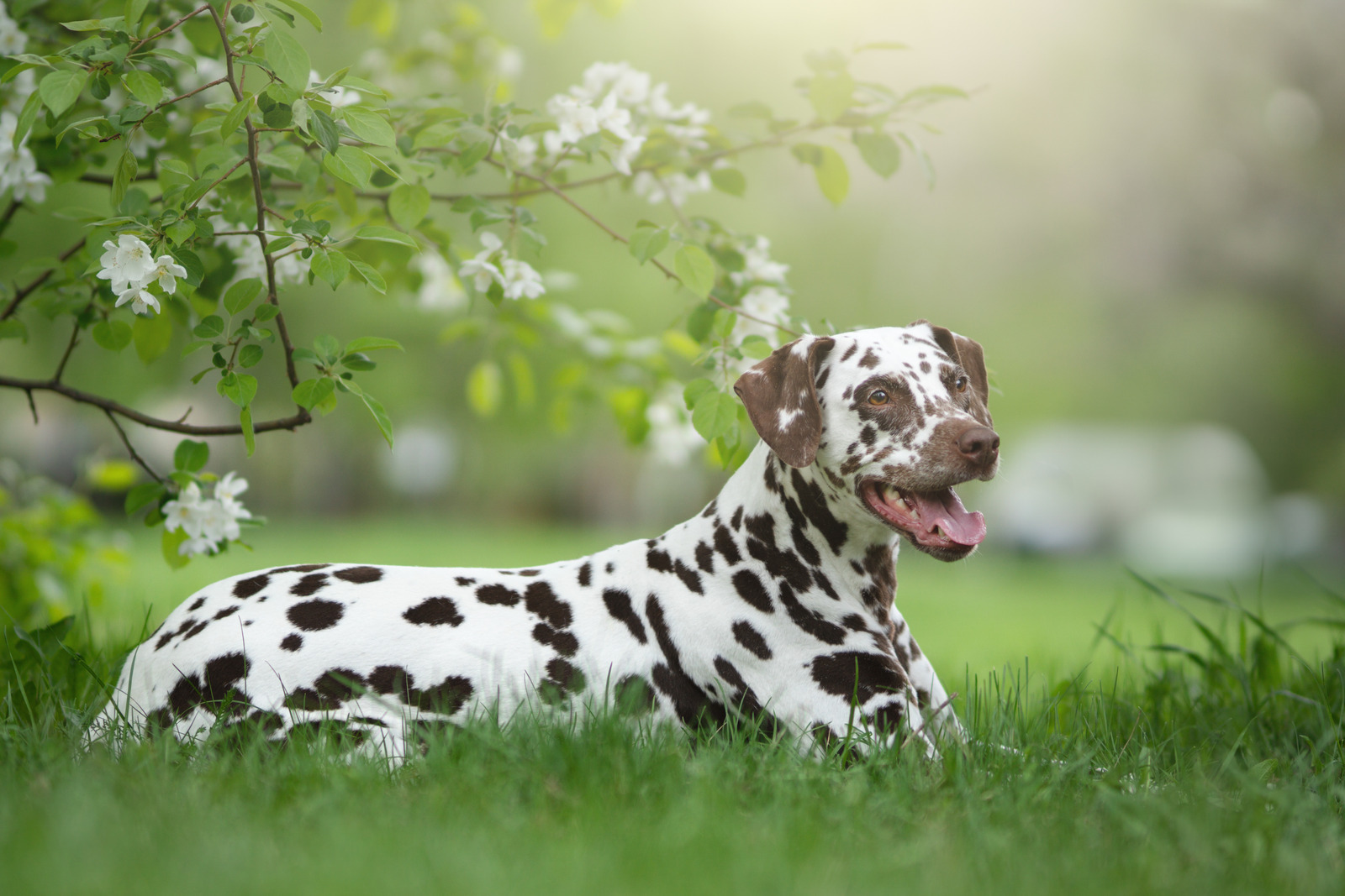 Europees hondenras dalmatier ligt in gras onder boom met bloesems