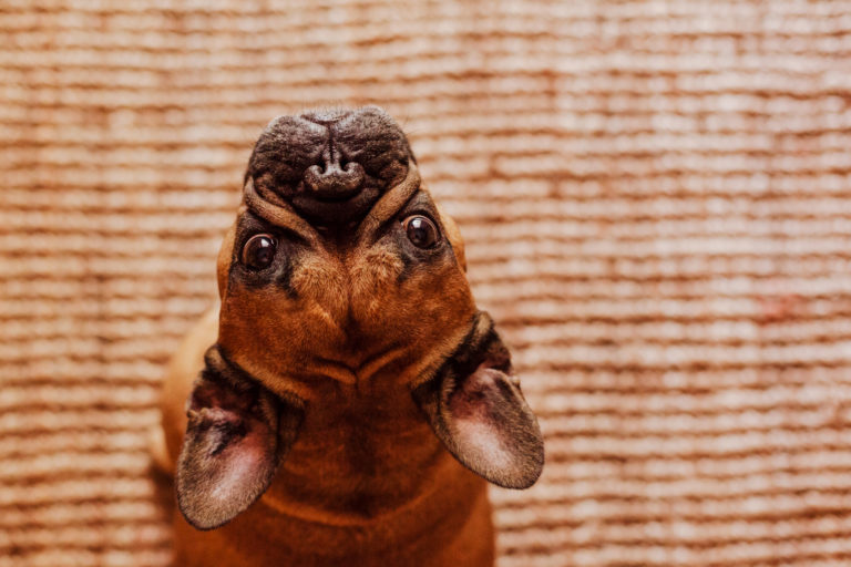 Gezinshond bruine franse buldgo staat op tapijt en kijkt omhoog in camera
