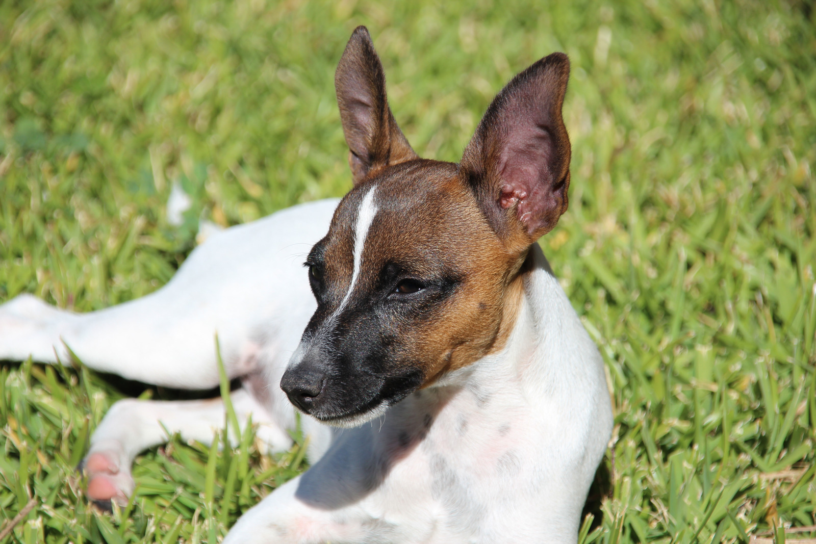 witbruine hond na sterilisatie ligt op gras