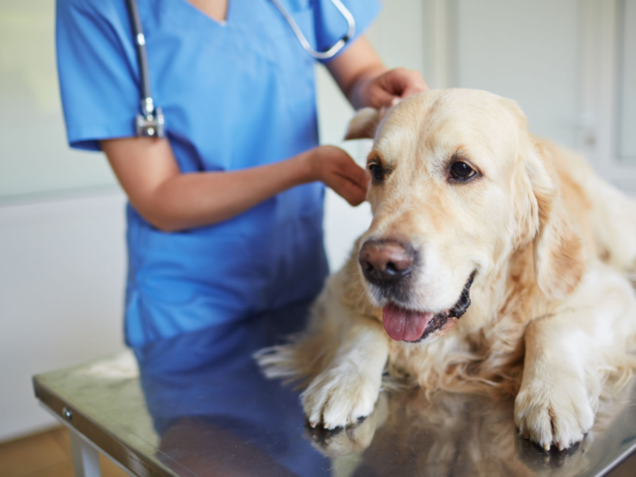 Golden retriever bij de dierenarts omdat hij lymfeklierkanker heeft