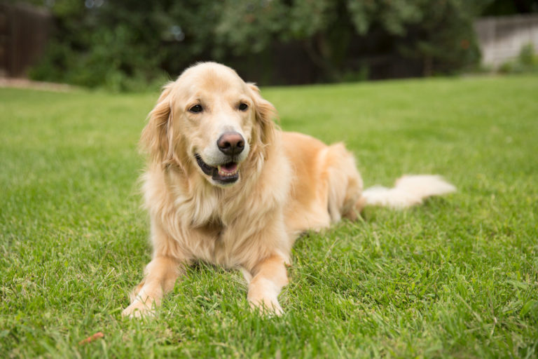 Brave golden retriever hond luistert goed naar commando lig en ligt op gras