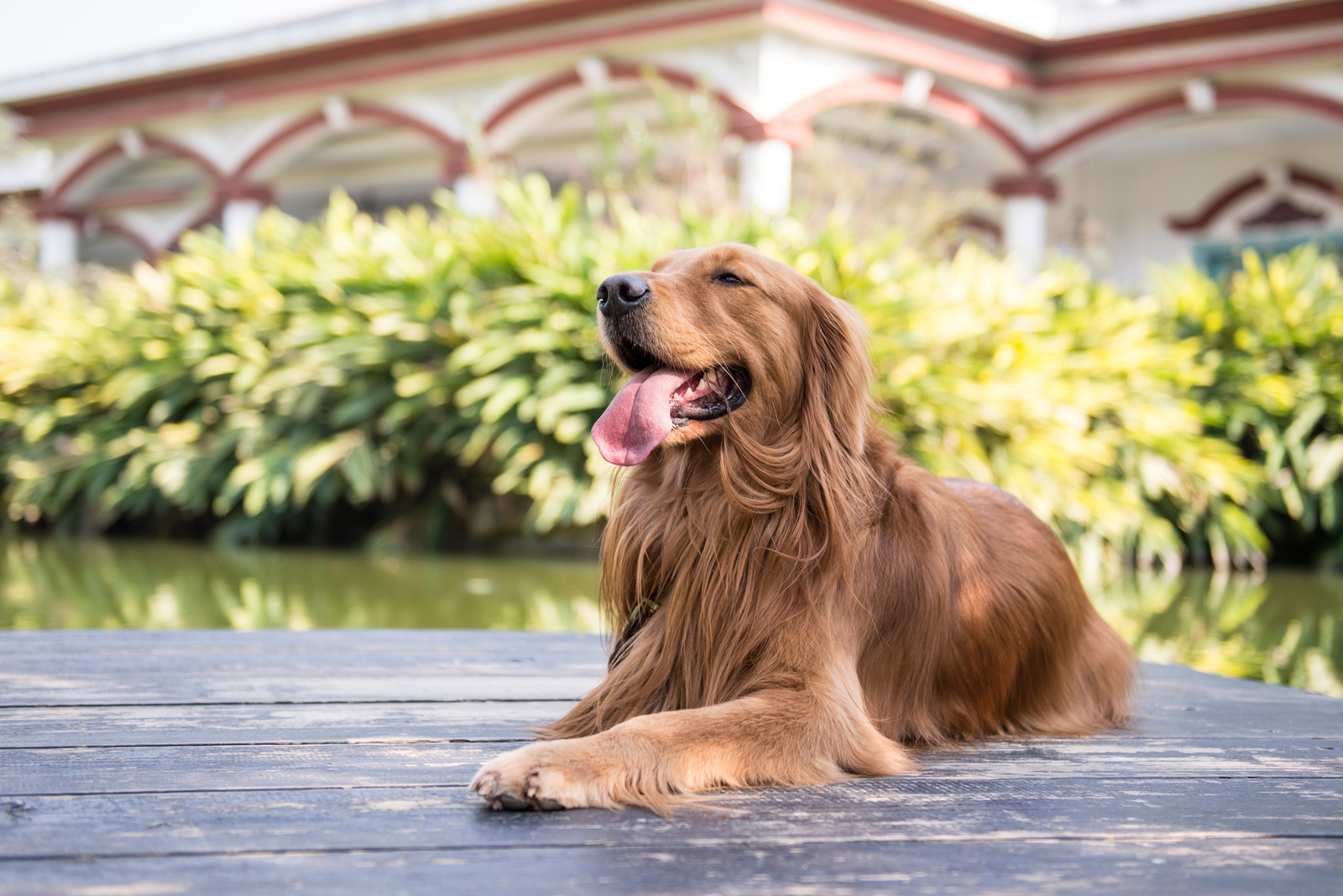 Golden retriever met gezonde hondenvacht ligt op de grond met tong uit de mond en huis en struik op de achtergrond