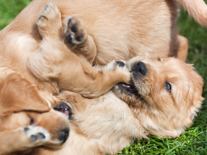 Golden retriever puppy's spelen met elkaar in gras als socialisatie