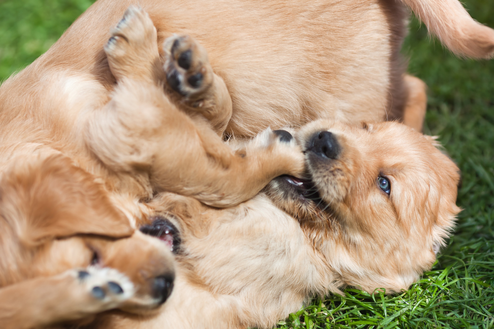 Golden retriever puppy's spelen met elkaar in gras als socialisatie