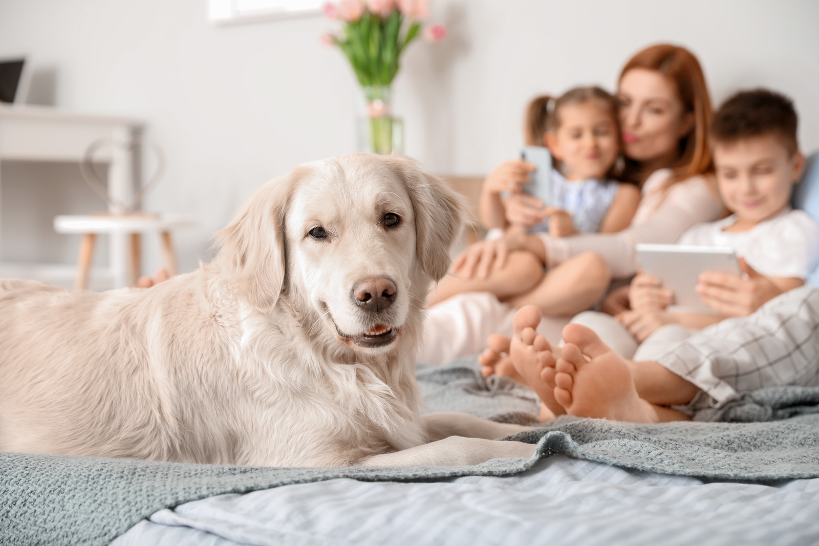 Golden retriever hond ligt op bed met gezin en kinderen