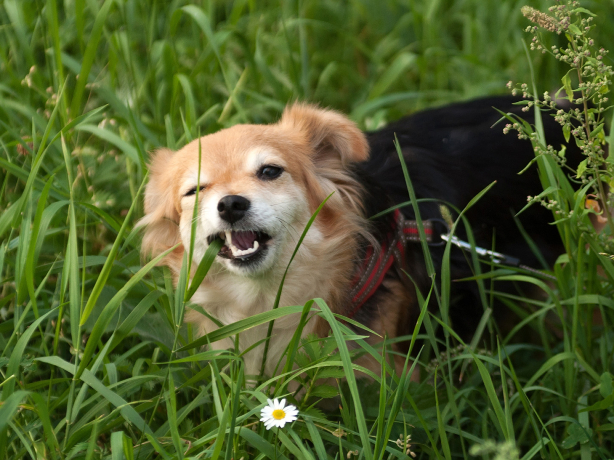 Heeft mijn hond een tumor in zijn buik? Just Russel