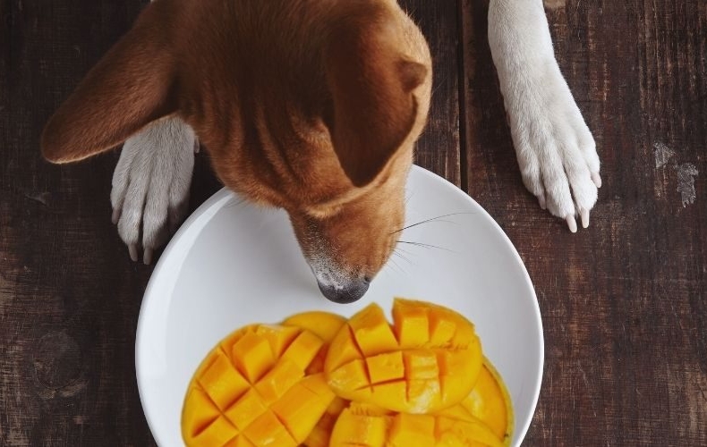 Hond ruikt aan stukjes mango op een wit bord en vraagt zich af of hij mag eten