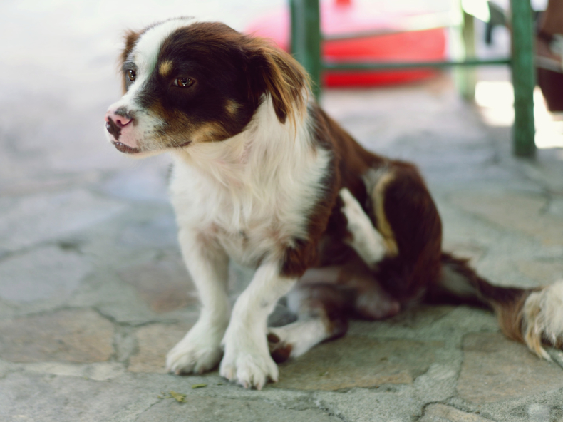 Wit-bruine hond zit op de grond en krabt door huidproblemen