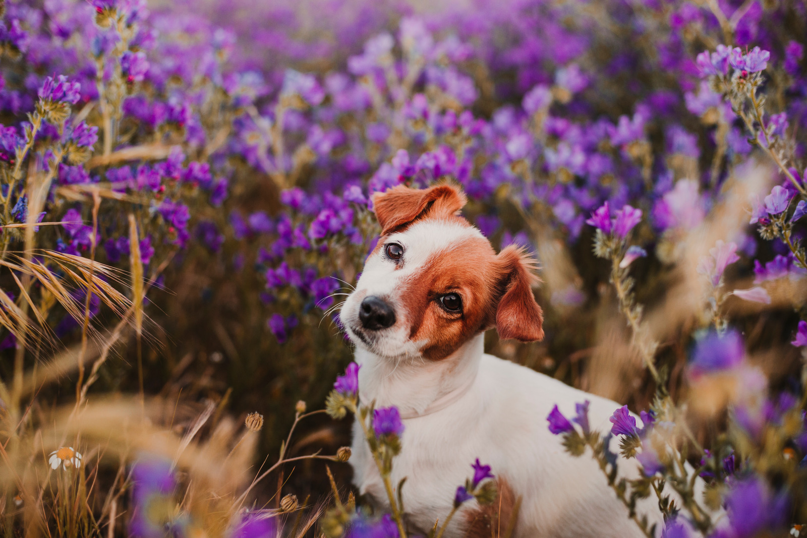 Verzekerde hond in een veld met paarse lavendelbloemen