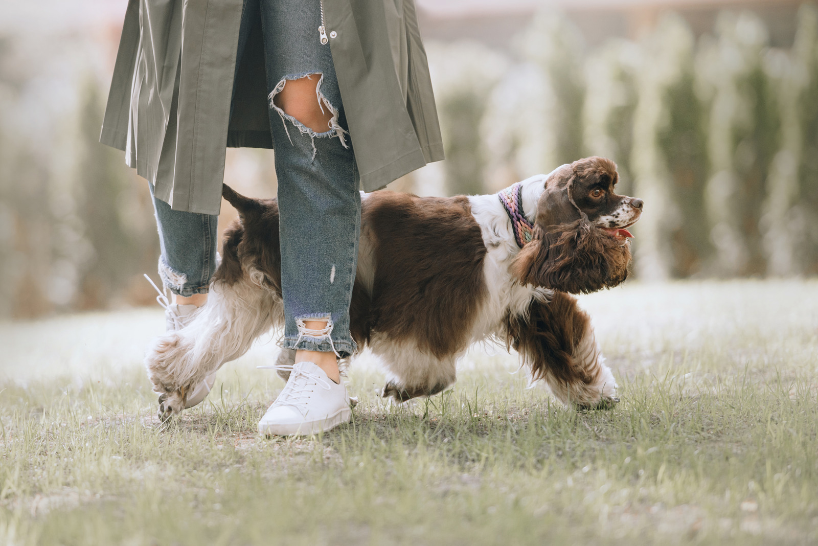 Vrouw in jeansbroek, witte sneakers en lange groene trenchcoat leert cockerspaniël hond commando tussen de benen
