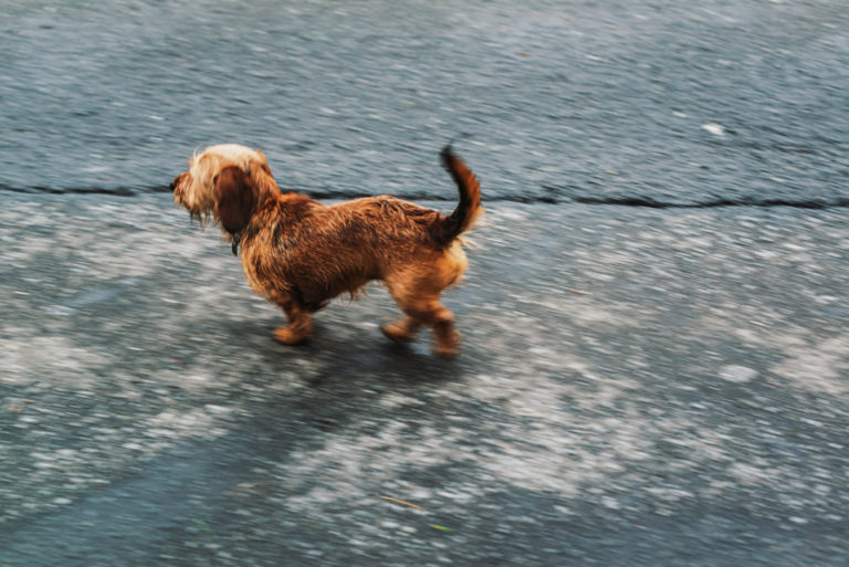 Kleine bruine hond loopt weg op straat