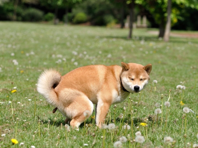grote hond legt een mooie drol die niet te zacht, niet te hard is door de goede spijsvertering