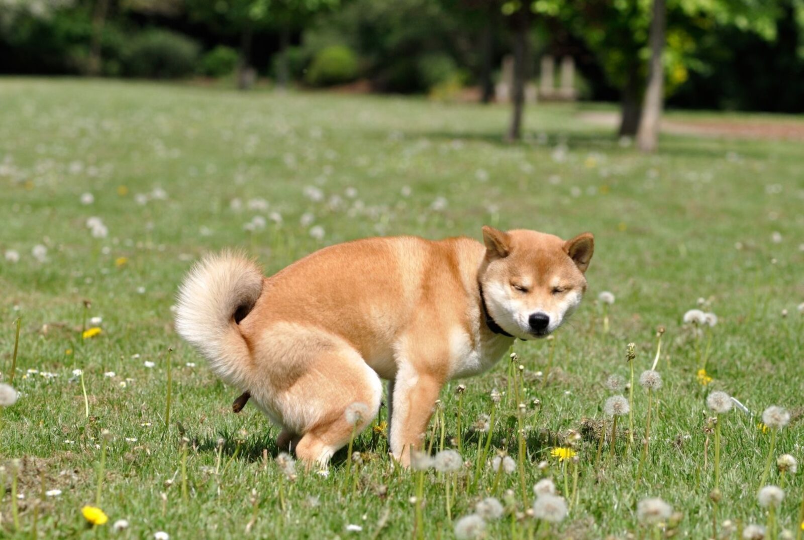 grote hond legt een mooie drol die niet te zacht, niet te hard is door de goede spijsvertering