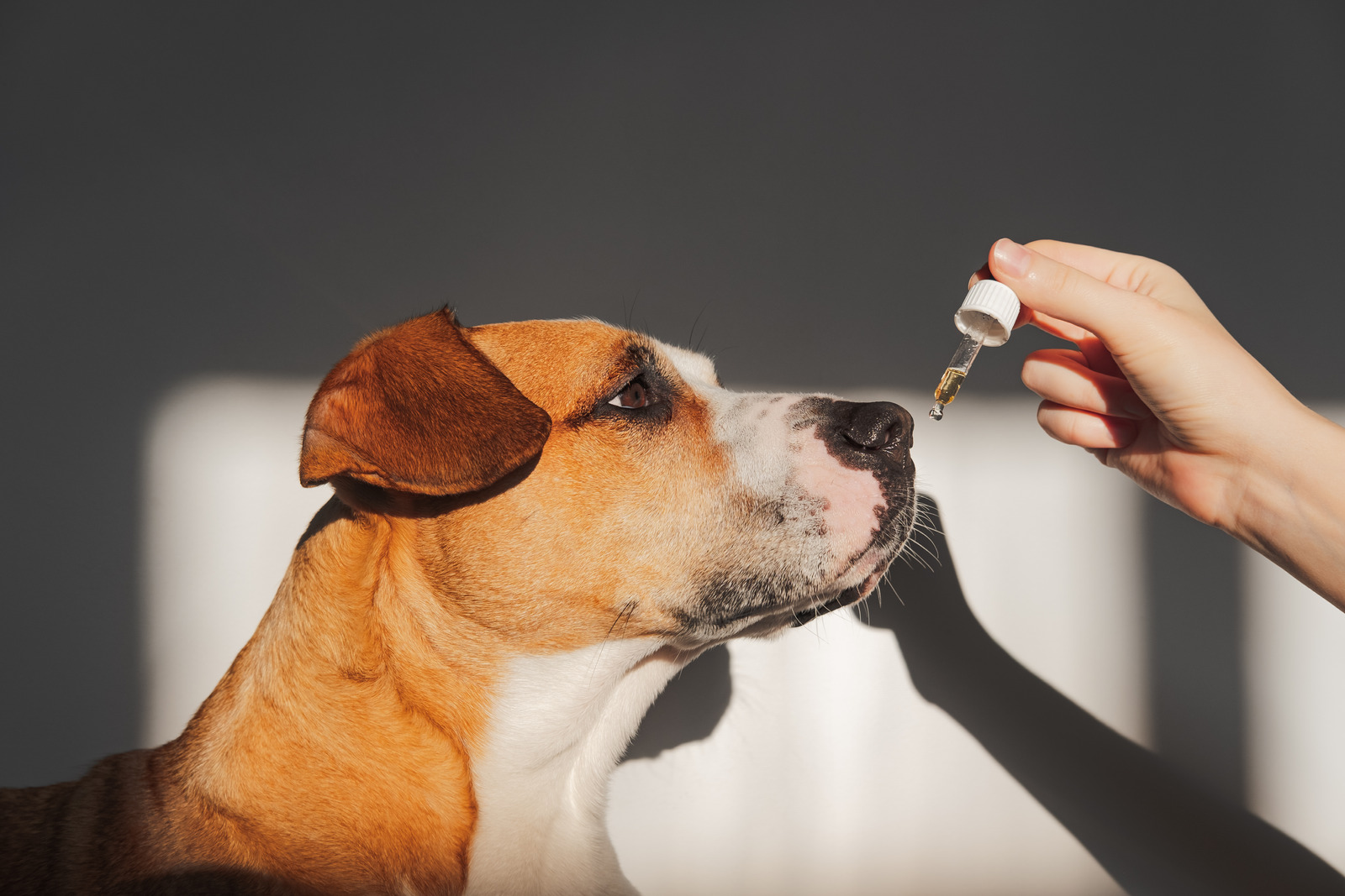 Hond ruikt aan pipetje met zalmolie