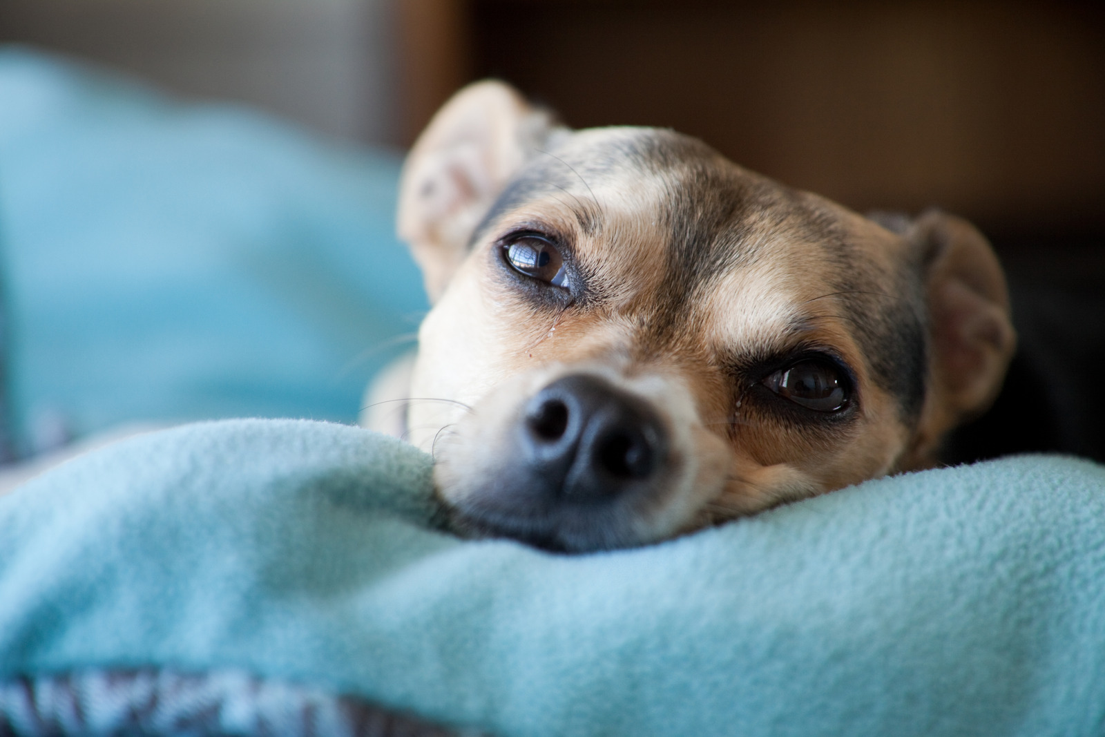 Closeup van hond die ligt met kop op blauwe deken om te rusten na castratie en kijkt in camera