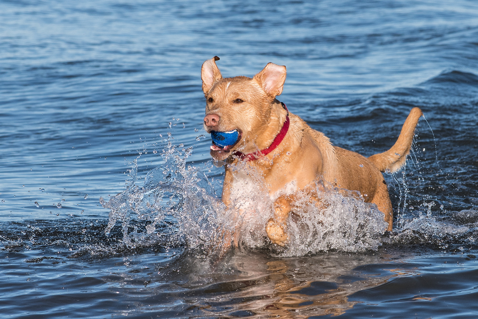 Beagle op hondenstrand met blauwe lucht loopt naar camera|Bruine corgi staat op hondenstrand met tong uit mond|Witte maltichon hond ligt op hondenstrand en kijkt naar zonsondergang.|Zwarte bordercollie ligt op wit bankje op de dijk in Knokke|Golden labrador speelt in de zee met blauwe bal in mond