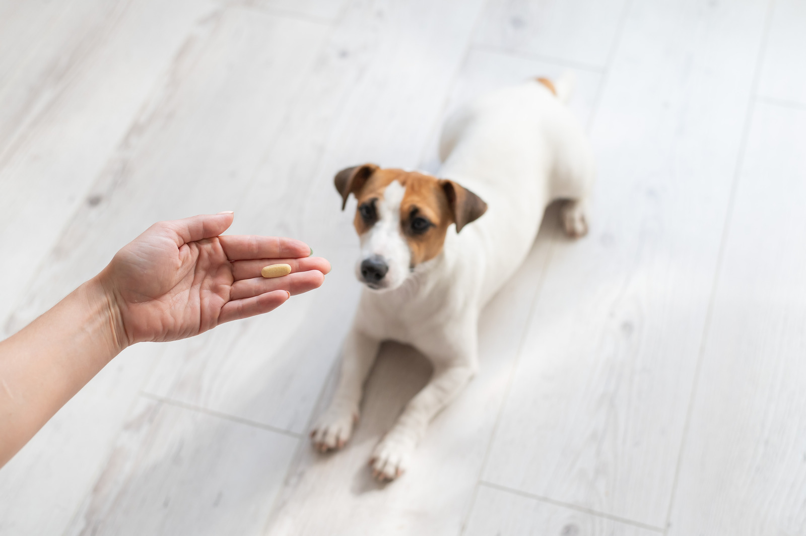Witte jackrussel hond met bruine oren ligt op de grond en kijkt naar hand van baasje met vitamine voor honden