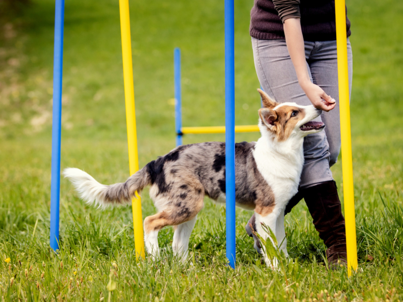 Hond in hondenschool tijdens agility training