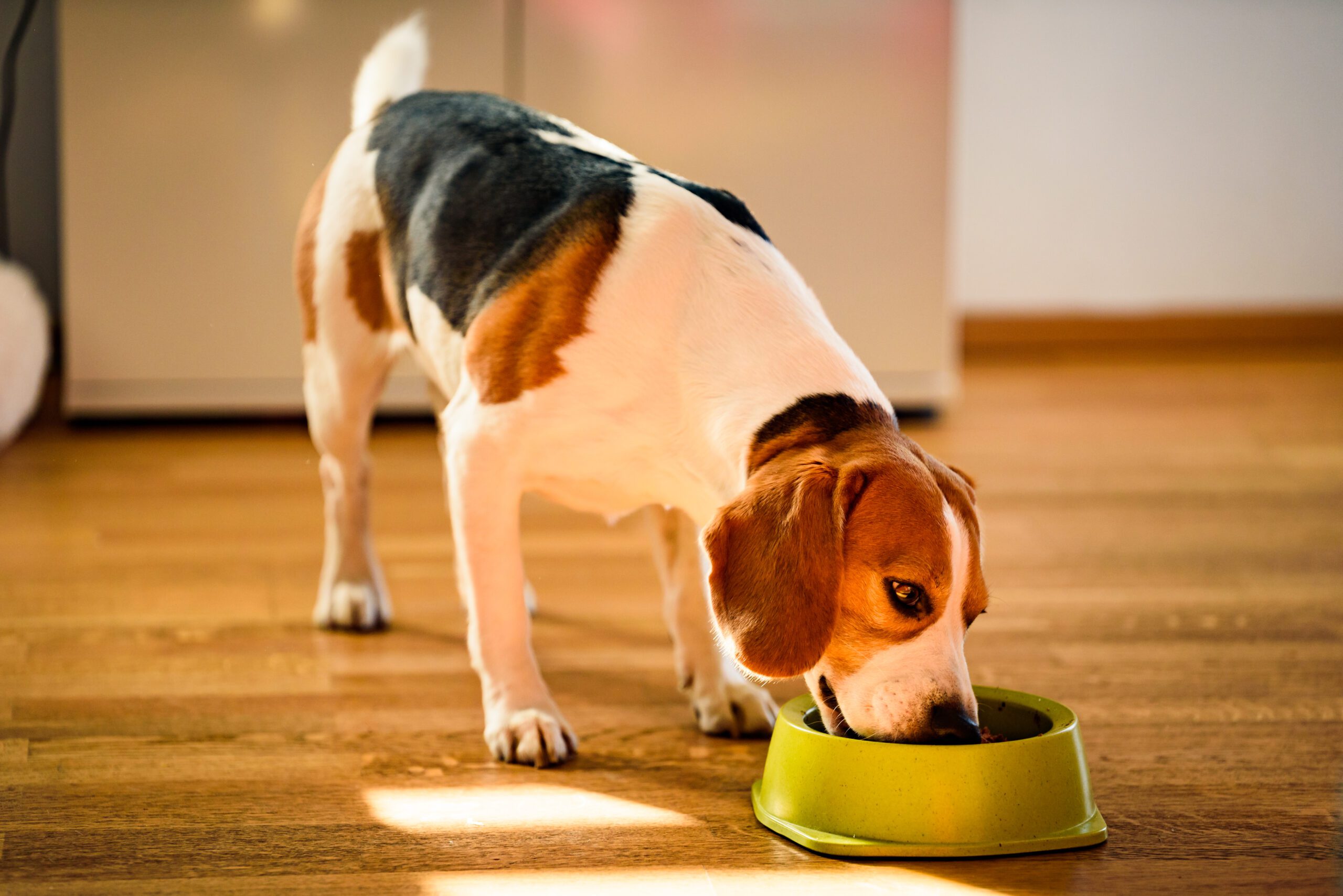 Jack Russell eet hondenbrokken uit zijn voederbak