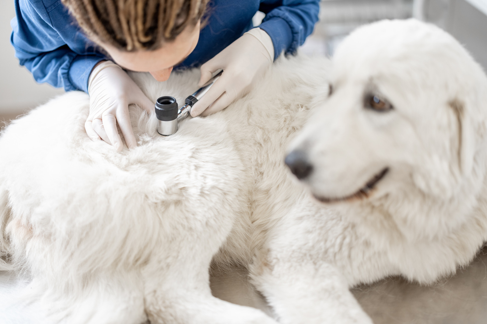Dierenarts voert huidonderzoek uit bij witte hond met mastceltumor