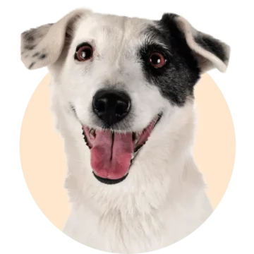 portretfoto jack russell