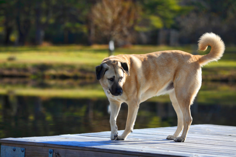 Grote bruine kangal hond staat op ponton aan een vijver en kijkt naar links