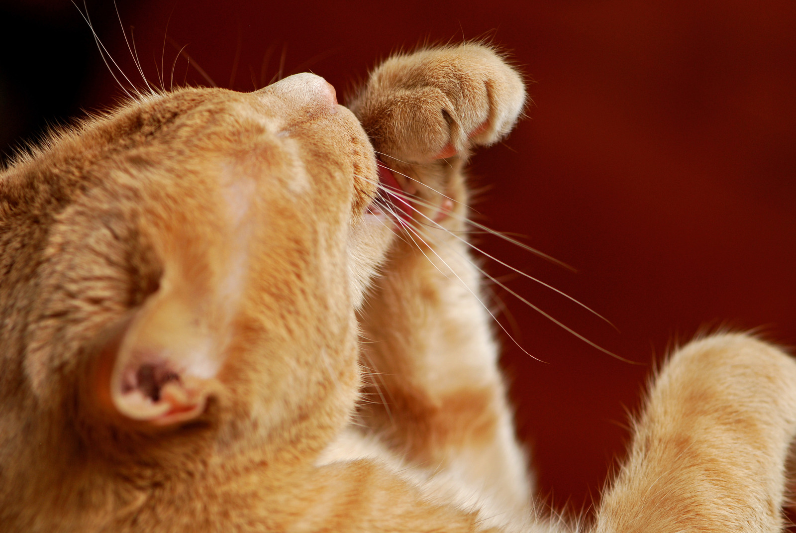 Rode kat likt aan poot van stress