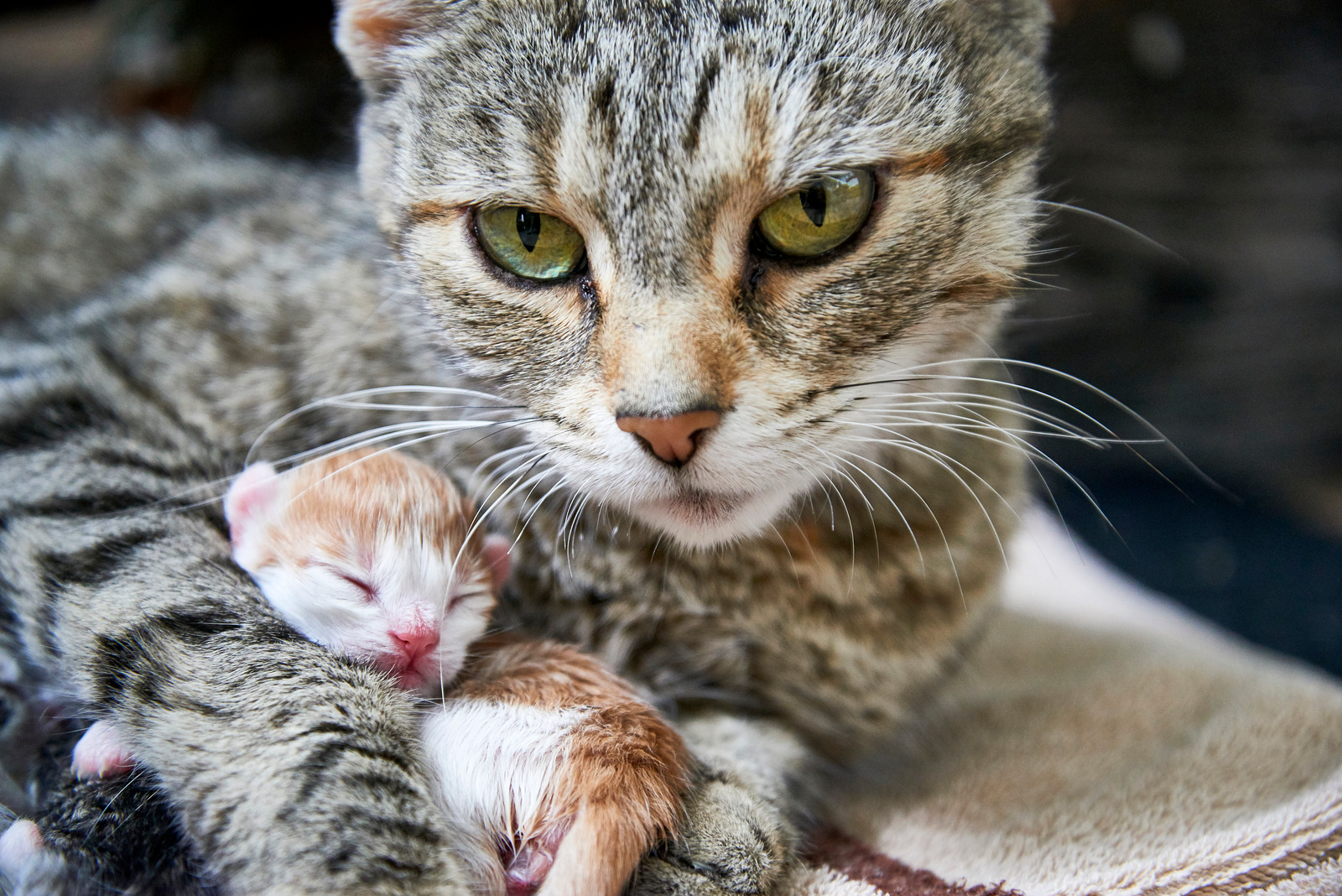 Bruine kat na bevalling met kitten