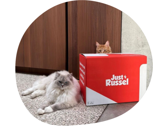 twee katten met voedingpakket voor kilokorting