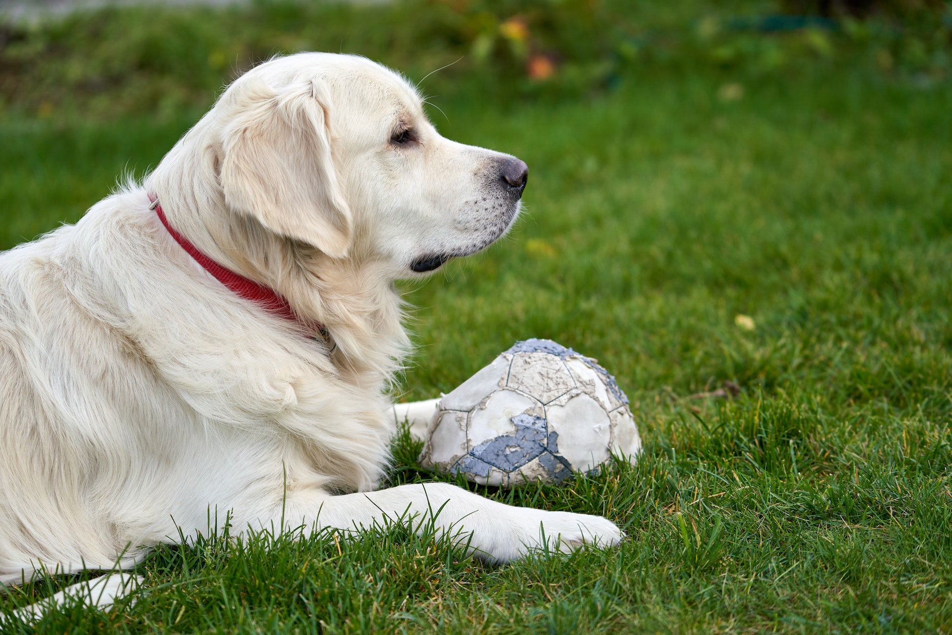 Een labrador die neerligt in een grasveld met een voetbal voor hem