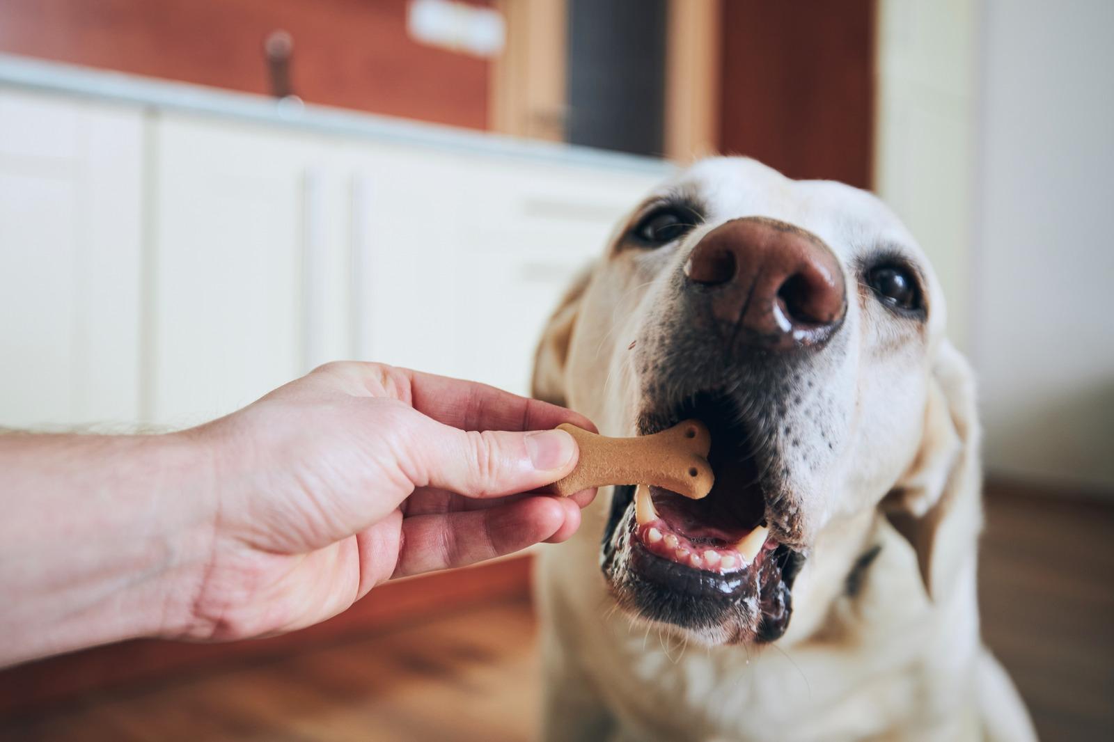Labrador hond doet mond open voor hondenkoekje en loopt kans op risico en diabetes