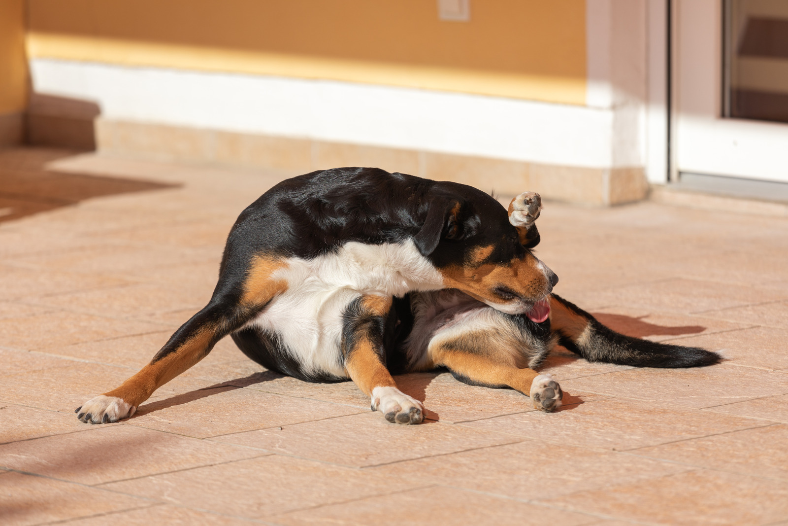 Hond met eerste loopsheid maakt zichzelf schoon en ligt op beige vloer