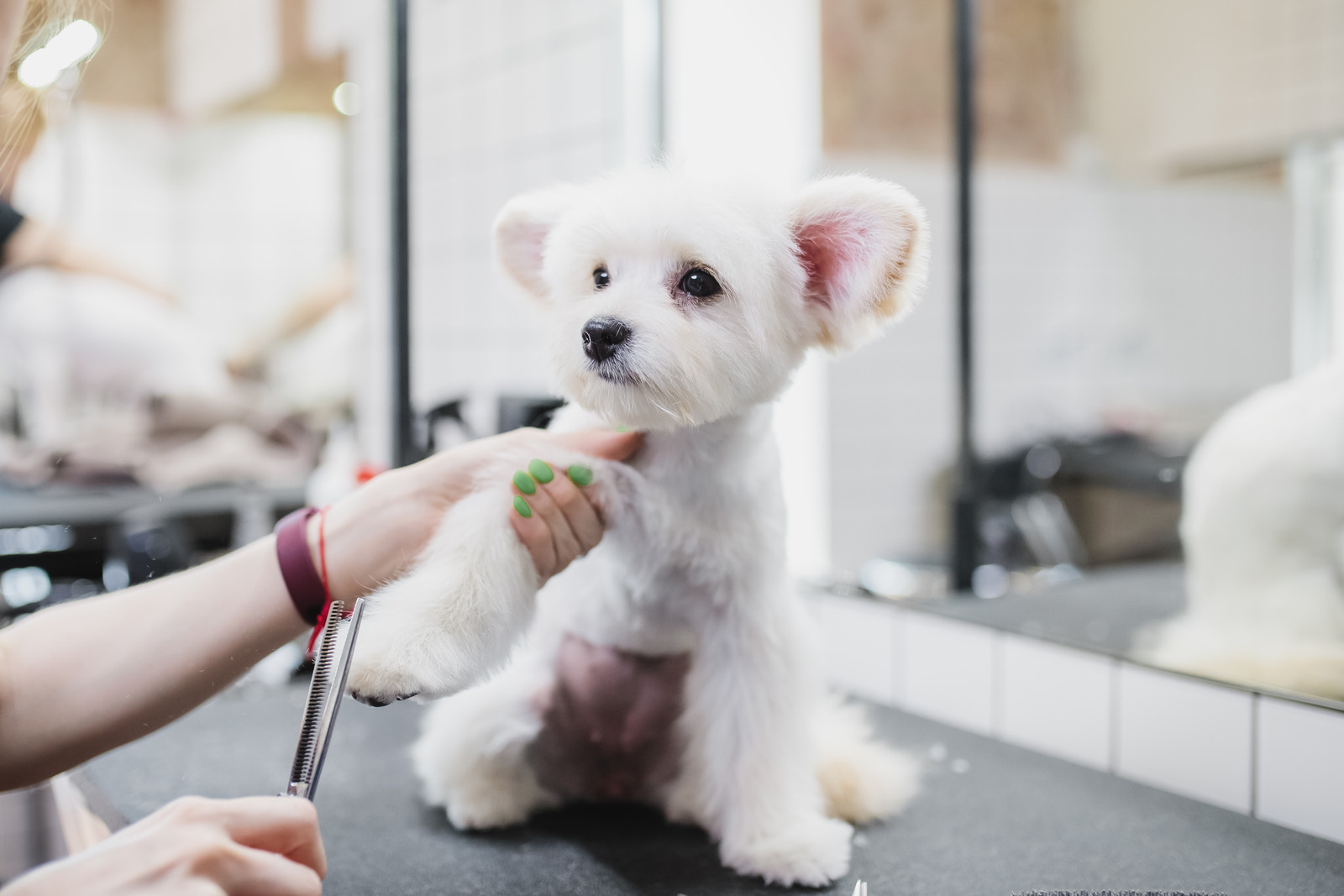 witte maltezer hond wordt geknipt door hondenkapster aan huis
