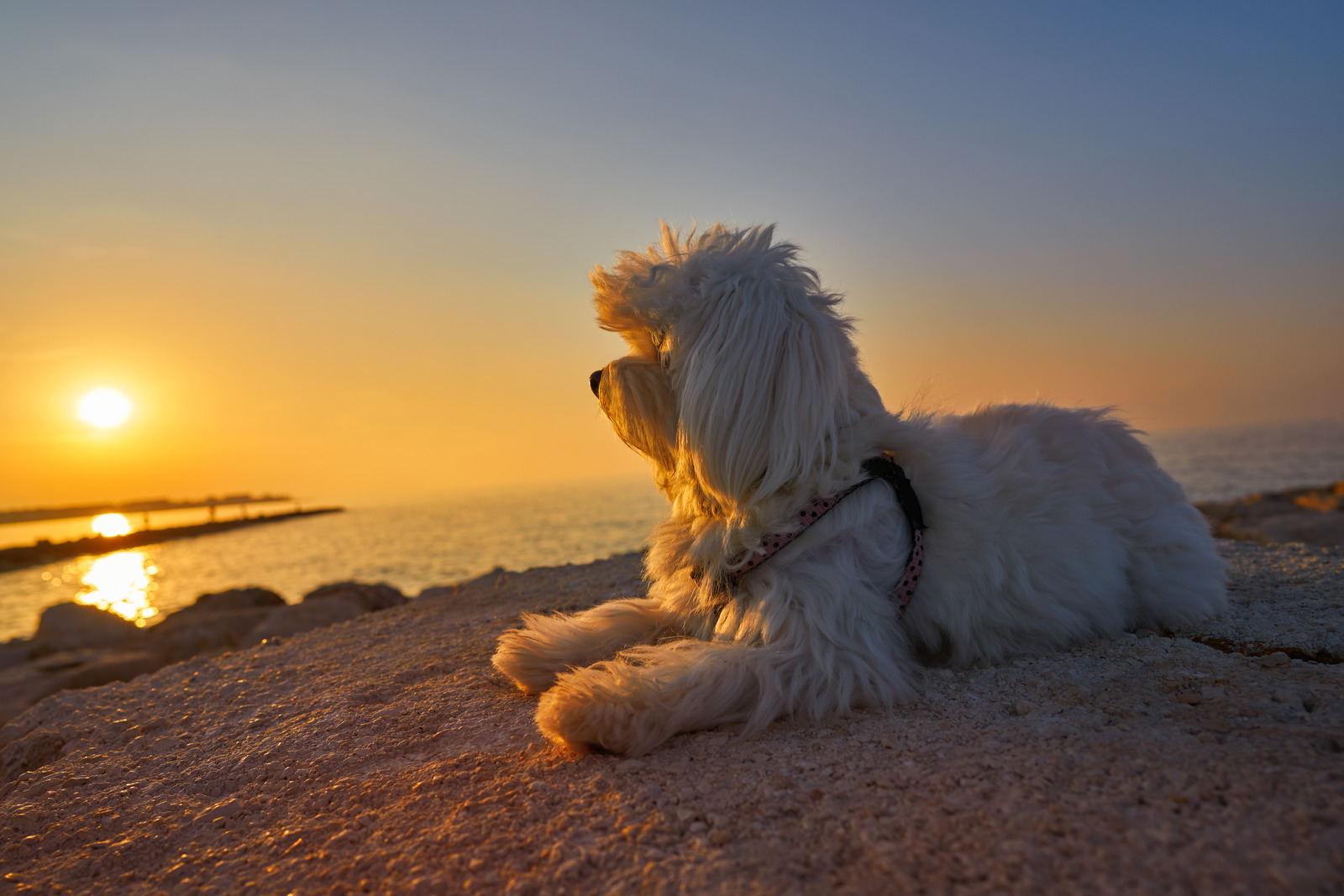 Witte maltichon hond ligt op hondenstrand en kijkt naar zonsondergang.