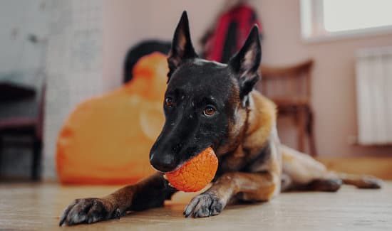 Bruine Mechelse herder ook gekend als hond die goed past bij kinderen ligt op de grond met oranje bal in zijn mond