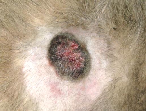 Zwart melanoom op de huid van een hond