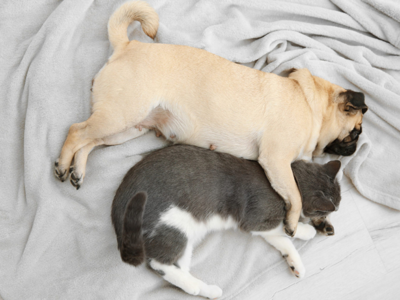 Mopshond en kat knuffelen en slapen