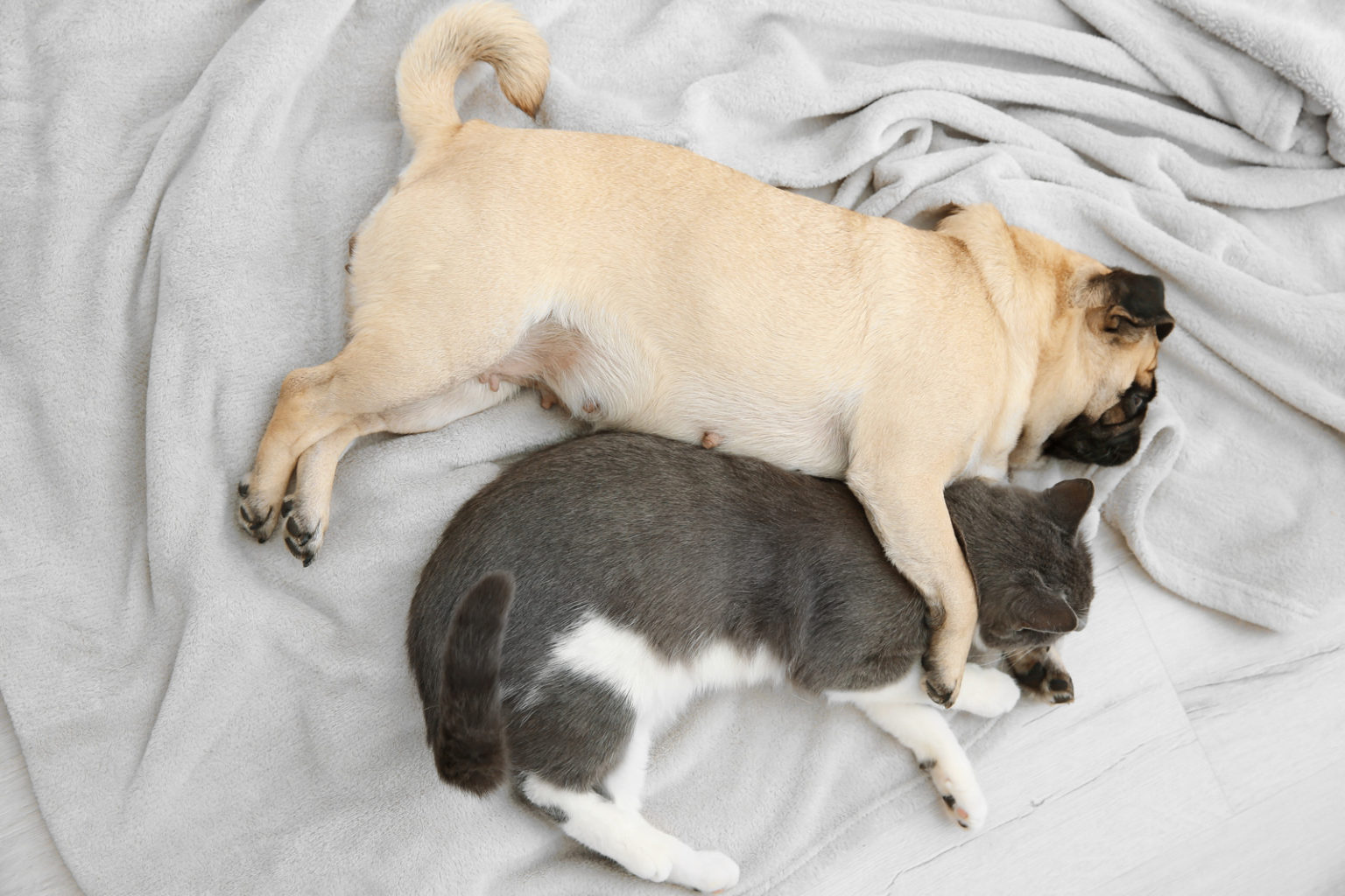 Mopshond en kat knuffelen en slapen