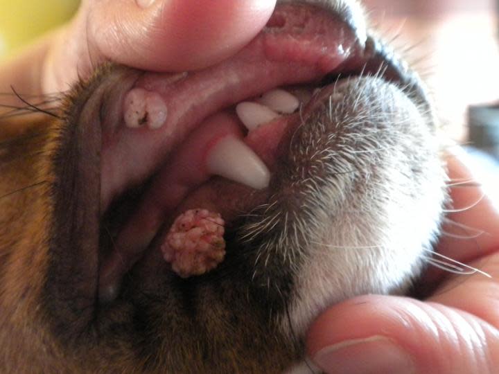 Wrat in de mond van een hond