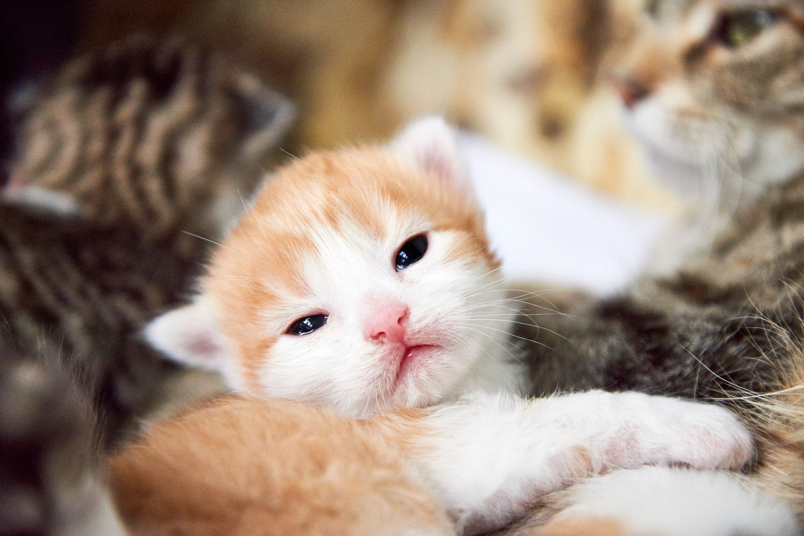 Rode pasgeboren kittens na bevalling kat