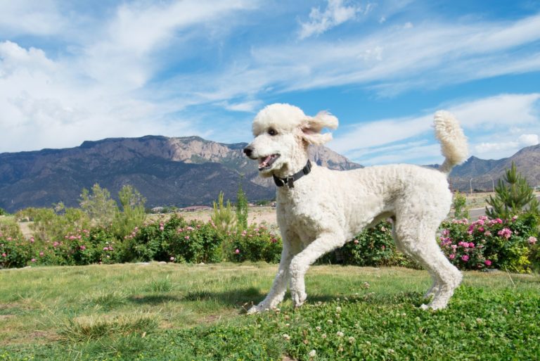 Witte Europese hond poedel loopt over gras met bergen en blauwe lucht in de achtergrond