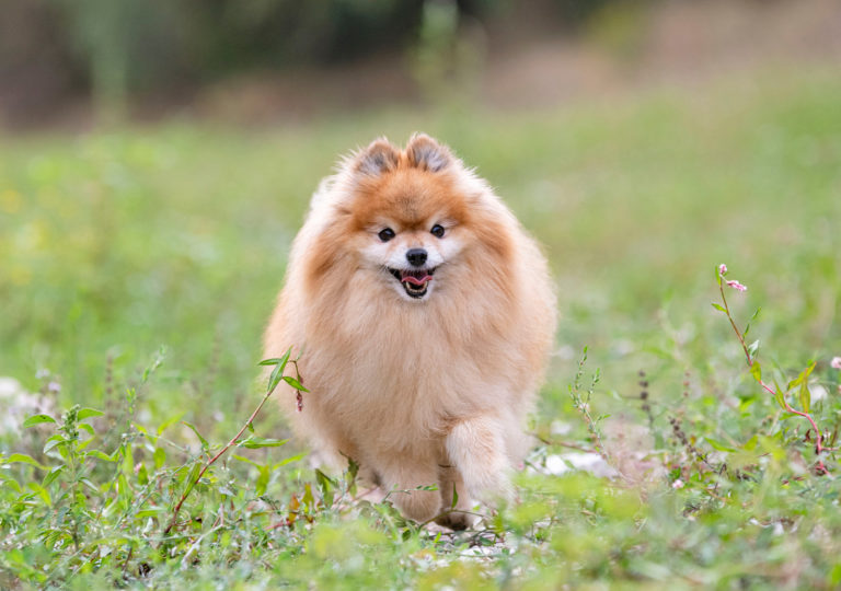 Europees hondenras mini pomeriaan loopt door grasveld