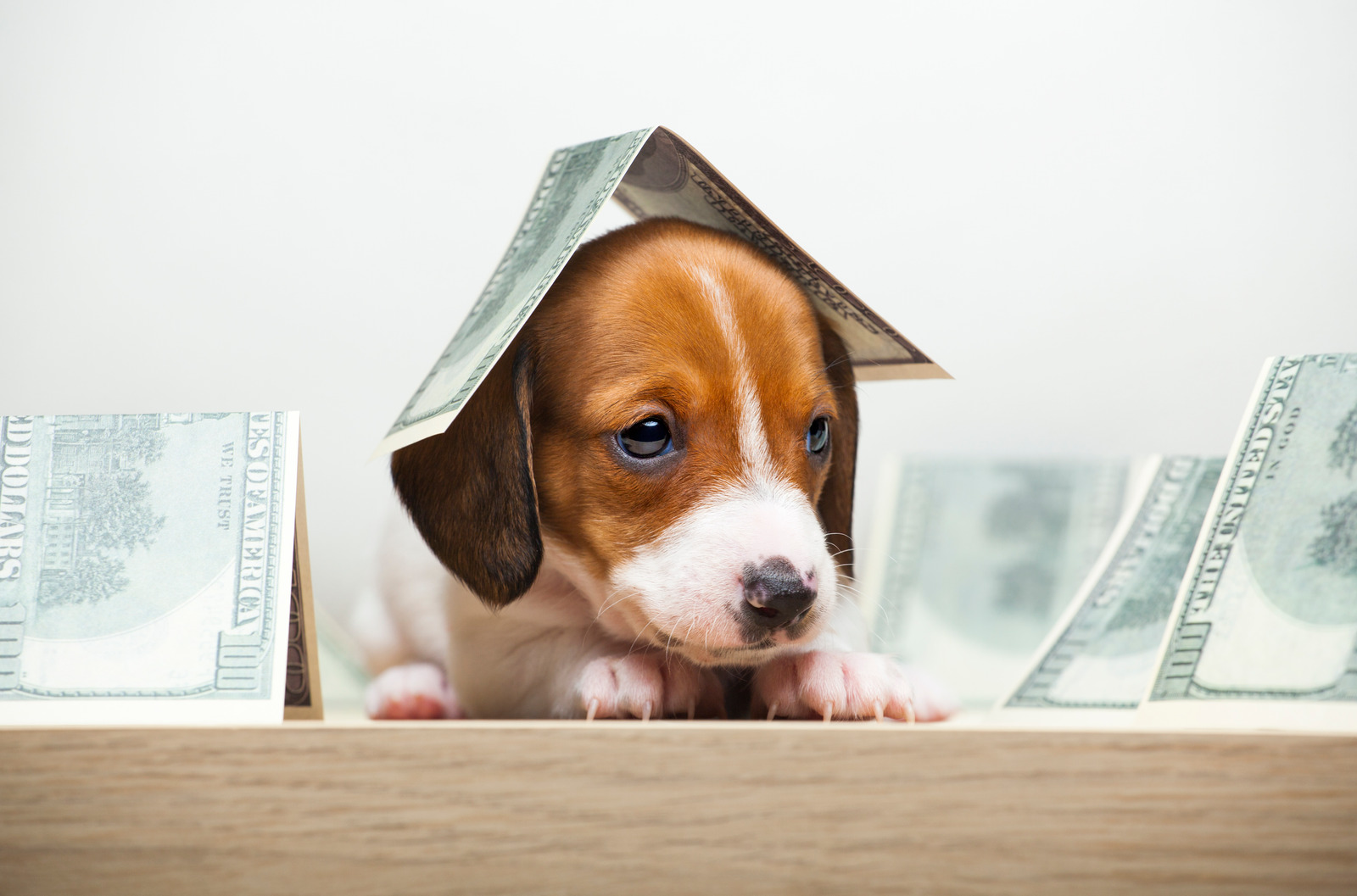 Hoeveel kost een hond? Puppy met geld ligt op tafel