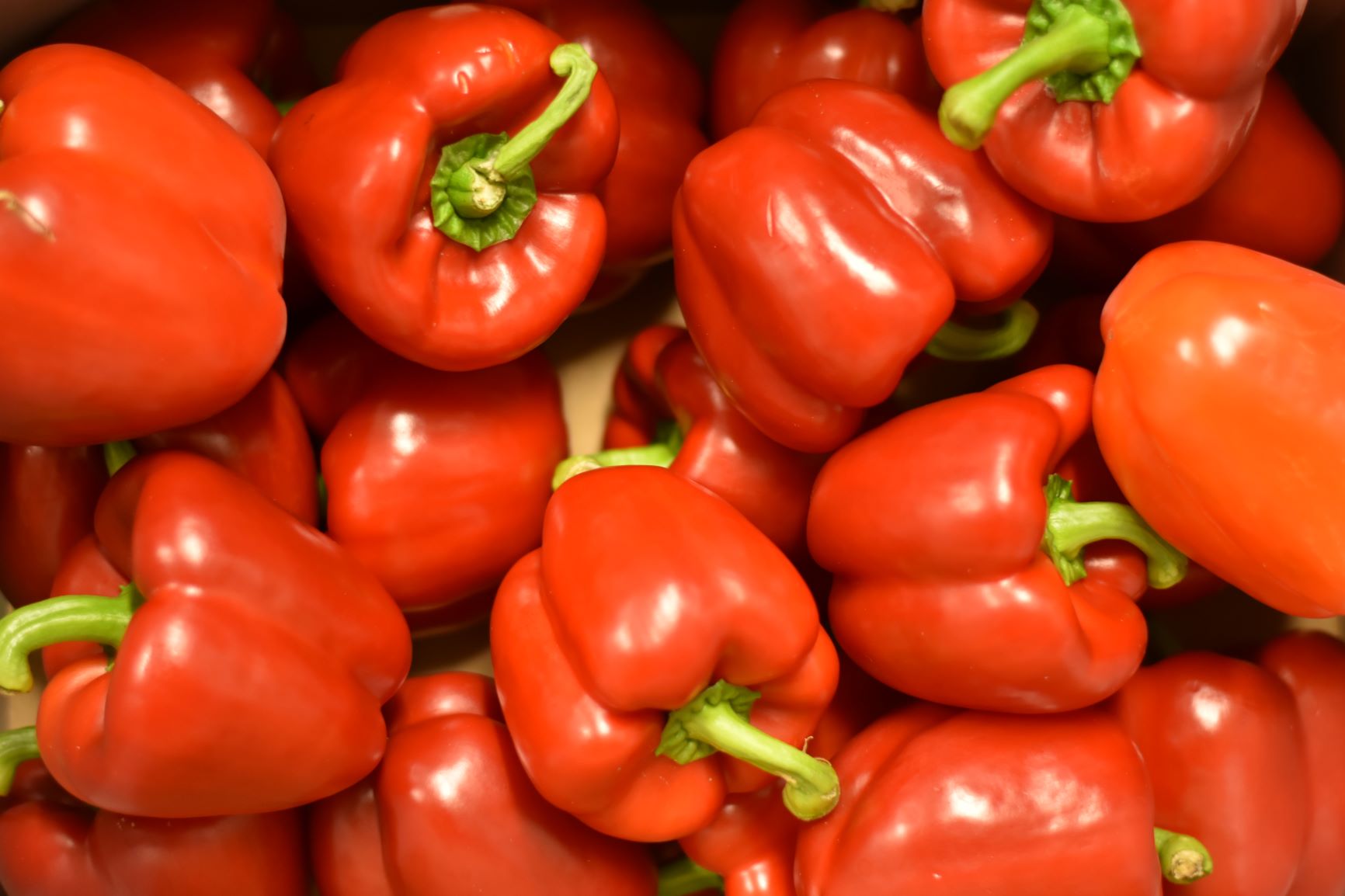 Mag een hond paprika eten? Just Russel